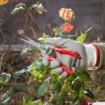 Vaismedžių genėjimo žirklės (RH-3150)